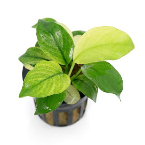 ijAkrAX@oe[@u[hzCgitji1|bgj