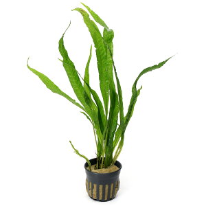 ij~N\E@vevX@xgEBOi1|bgj