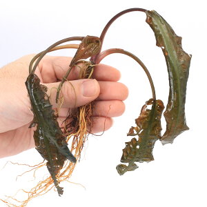 ijNvgRl@AtBjX@G_EYi_ji1j@kCEBq֗vۉ