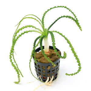 ijNi@J~Xg^iANAt[ji_ji1|bgj@kCEBq֗vۉ