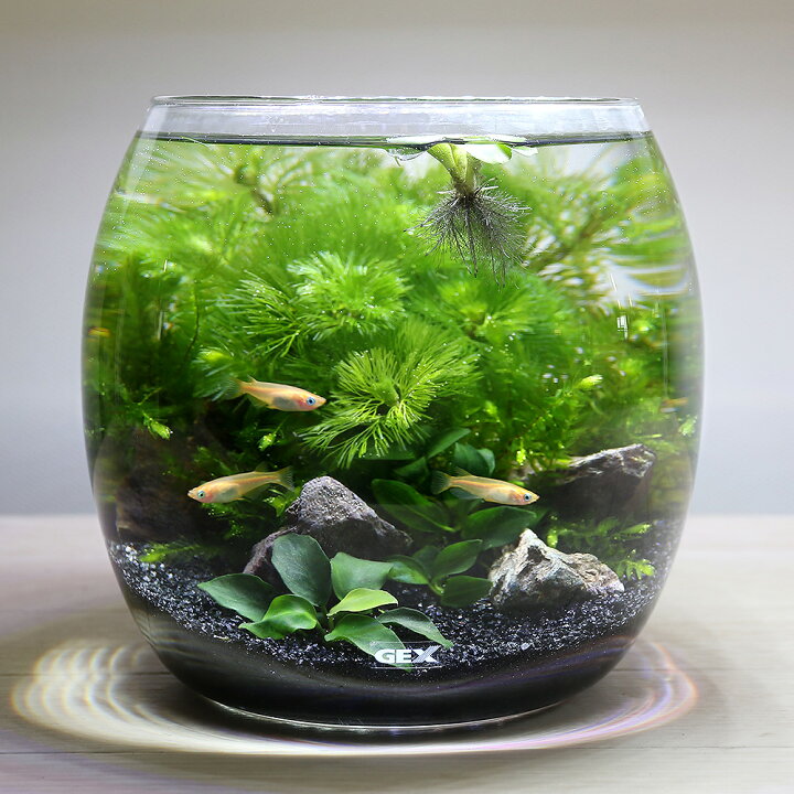 楽天市場 めだか 水草 ｇｅｘ グラスアクアリウム ドロップ ｎ ヒメダカ飼育セット 説明書付き 本州四国限定 Charm 楽天市場店