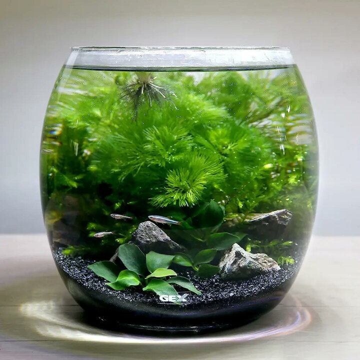楽天市場 めだか 水草 ｇｅｘ グラスアクアリウム ドロップ アカヒレ飼育セット 説明書付き 本州四国限定 Charm 楽天市場店