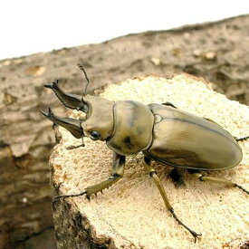 （昆虫）オウゴンオニクワガタ　西ジャワ　ハリムン産　成虫（WC）70～74mm（1ペア）　北海道・九州航空便要保温