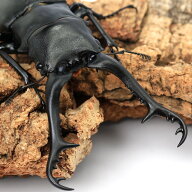 （昆虫）ギラファノコギリクワガタ（亜種ケイスケ）フローレス産　成虫　100〜104mm（1ペア）