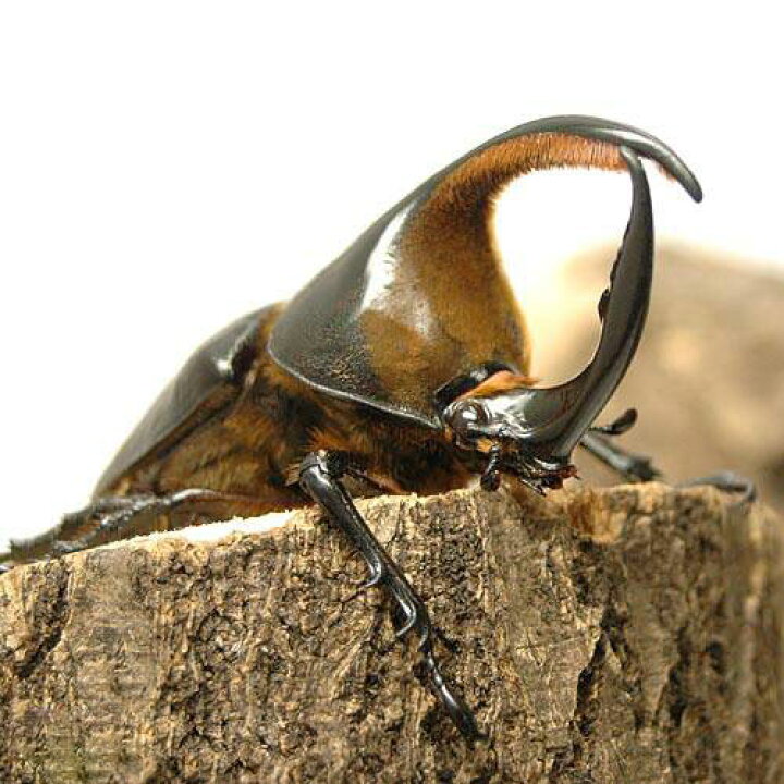 楽天市場 昆虫 サタンオオカブトムシ ボリビア産 幼虫 ３令 １ペア 沖縄別途送料 北海道 九州航空便要保温 Charm 楽天市場店