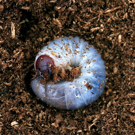 （昆虫）グラントシロカブト　アリゾナ産　幼虫（初～2令）（1匹）　外国産カブトムシ　北海道・九州航空便要保温