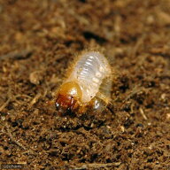 （昆虫）パチェコヒメゾウカブトムシ　メキシコ　ソノラ州産　幼虫（2〜3令）（1匹）　北海道・九州航空…
