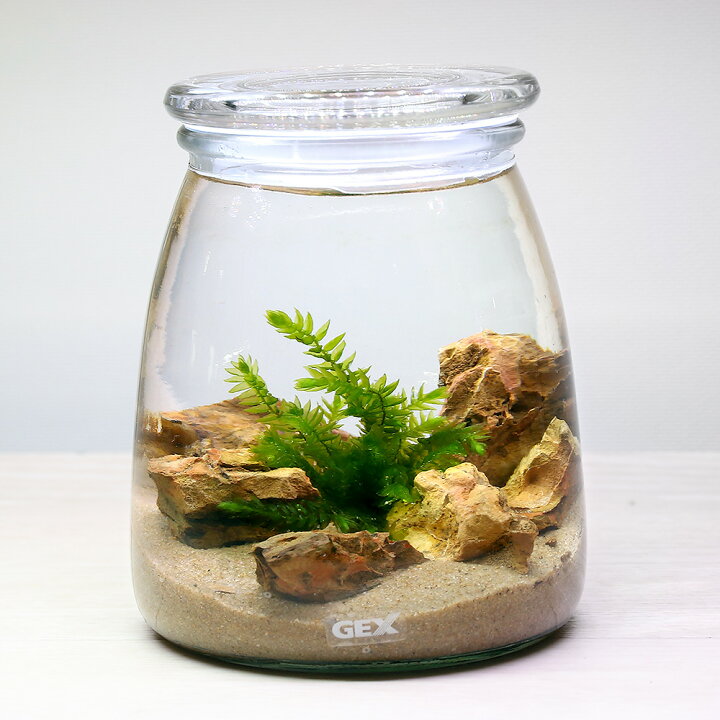 楽天市場 水草 ｇｅｘ ボトルアクアリウム ミルク 砂漠のオアシス 本州四国限定 Charm 楽天市場店