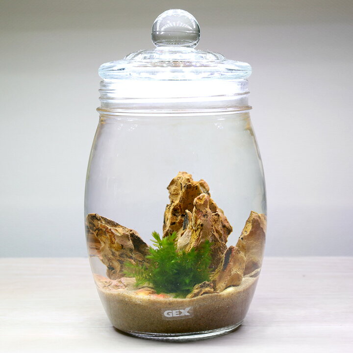 楽天市場 水草 ｇｅｘ ボトルアクアリウム ハニー 砂漠のオアシス 本州四国限定 Charm 楽天市場店