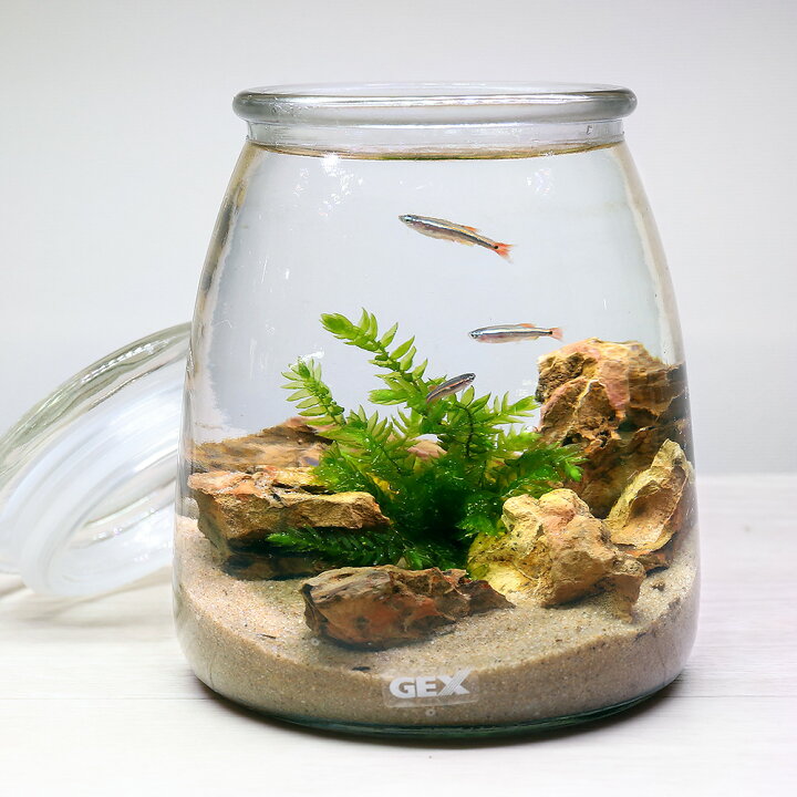 楽天市場 熱帯魚 水草 ｇｅｘ ボトルアクアリウム ミルク 砂漠のオアシス アカヒレｖｅｒ 本州四国限定 Charm 楽天市場店