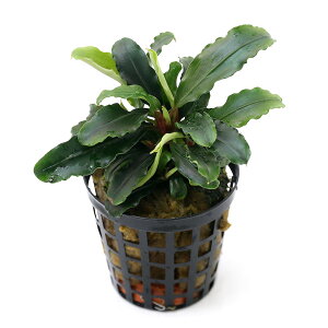 ijuZt@hspDeBAO[iANAt[ji1|bgj@kCEBq֗vۉ