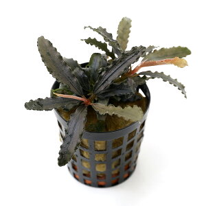 ijuZt@hspDruXiANAt[ji1|bgj@kCEBq֗vۉ