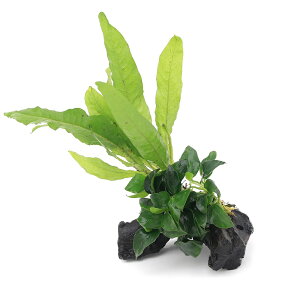 ijAkrAXii@v`~N\E@vevX@tBst@؁@SSTCYi1{ji10cmj