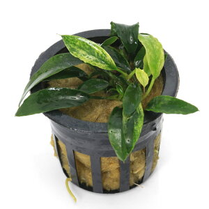 ijAkrAX@`ny[jiցjitji1|bgj