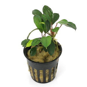 ijuZt@hspDfB[vu[itji1|bgj@kCEBq֗vۉ