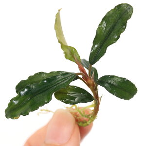 ijuZt@hspDAe~Xiցjitji1j@kCEBq֗vۉ