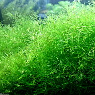 （水草）ナヤス（無農薬）（3パック）