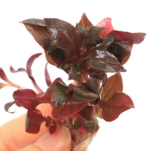 ijgD|{@Aeie@CL[~j@3@_@t@Oi@Zbg@_J@ANAE@Mы@kCEBq֗vۉ