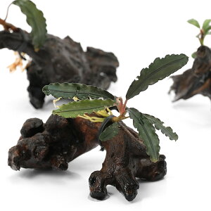 ijā@܂uZt@h@SSTCYitji1j@kCEBq֗vۉ