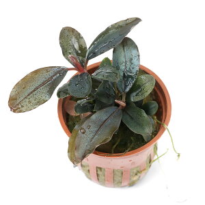 ijuZt@h@\fBf@u[igsJ|bgji_ji1|bgj@kCEBq֗vۉ