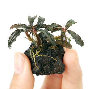 ijv`nΕt@uZt@hspDSWiN_Kbhjiցjitji1j@kCEBq֗vۉ