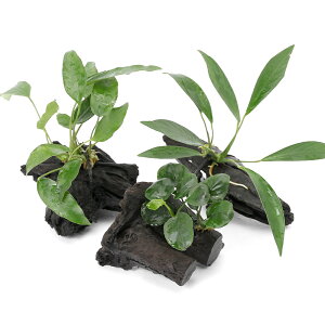 ij܂AkrAXt@؁@SSTCYi3{ji10cmj@kCEBq֗vۉ