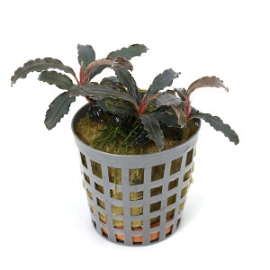 ijuZt@hspDN_KiANAt[ji1|bgj@kCEBq֗vۉ