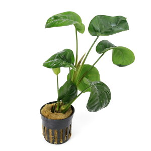 ijAkrAX@oe[@CtHXgiցjitji1|bgj