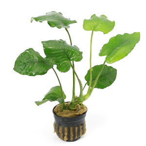 ijAkrAX@Gh@u[iցjitji1|bgj