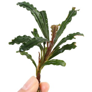 ijuZt@hspDOXeitji1j@kCEBq֗vۉ