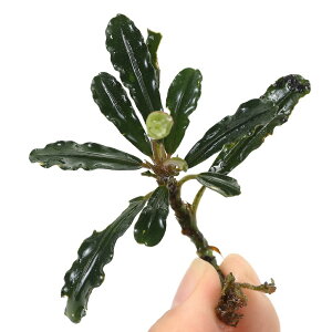 ijuZt@hspD}ChEF[uitji1j@kCEBq֗vۉ