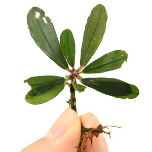 ijuZt@hspD2011itji1j@kCEBq֗vۉ