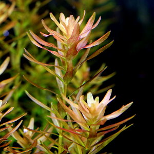 ij^spDC[΁itji_ji6{j