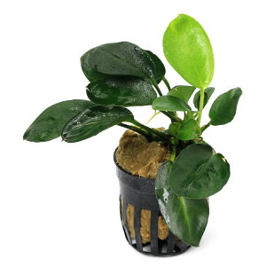 ijAkrAX@ii@_[N[itji1|bgjiցj