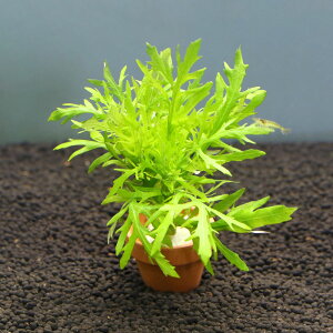 ij~jfĂ@EH[^[EBXeAitji_ji1j