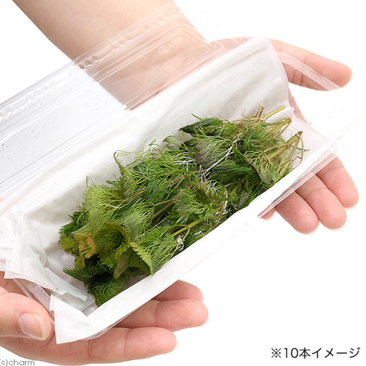 63 Off 水草 カボンバ 5本 バラ売り水草は4点まで同梱可能 ネコポス 金魚藻 カモンバ 金魚やメダカ水槽に最適
