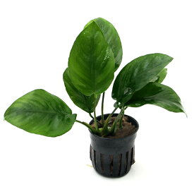 楽天市場 アヌビアス コーヒーフォリアの通販