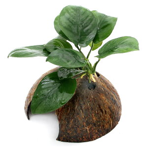 ijRRibcVF^[@AkrAX@oe[i1j