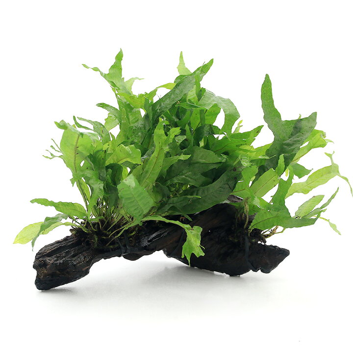 良好品 水草 ミクロソリウム セミナロー石付 水中葉 無農薬 １個 Rmladv Com Br