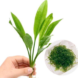 楽天市場 アマゾンソードの通販