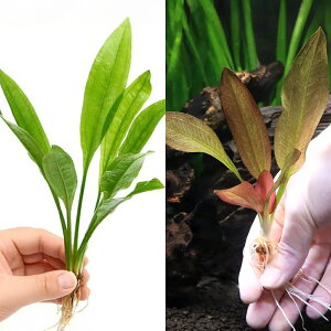 ijA}]\[hi2j{܂ԌnGLmhX1itji1j