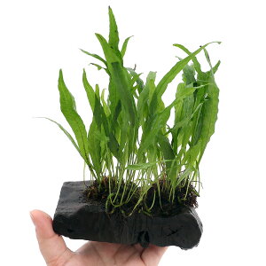 ij~N\E@vevX@\[h[t@{[h@STCYi1ji15cmj