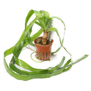 ijNi@^CAiigsJ|bgji_ji1|bgj@kCEBq֗vۉ