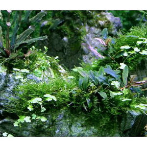 ijā@̐i@R΁@VerDuZt@hi_ji1j@kCEBq֗vۉ