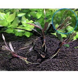 （水草）巻きたて　おまかせブセファランドラ　枝状流木　Sサイズ（形状おまかせ　約15cm）（無農薬）（1本）