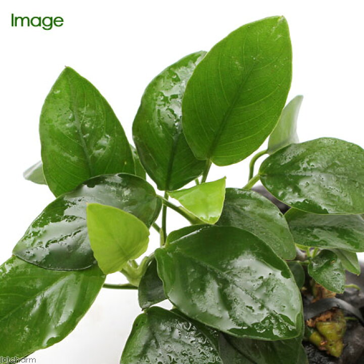 楽天市場 水草 無農薬 育成済 アヌビアスナナ 付流木 ｓサイズ 約１５ｃｍ 水中葉 無農薬 １本 北海道航空便要保温 Charm 楽天市場店