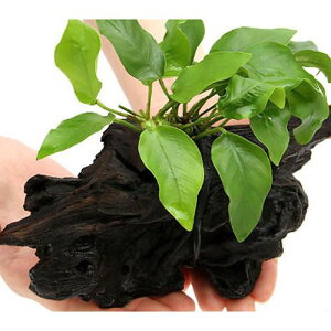 ijAkrAXii@S[f@؁@MTCYitji1{ji20cmj