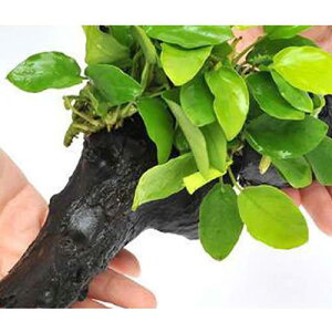 ijAkrAXii@S[f@؁@LTCYitji1{ji25cmj