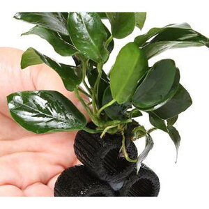 ijā@}`OubNijAkrAXRe[Wijitji1j