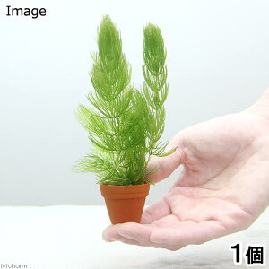 (水草)マツモ プチ素焼き鉢(無農薬)(1個)メダカ 金魚 水質浄化 産卵床